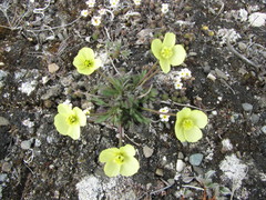 Papaver polare