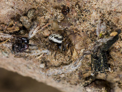 Steatoda albomaculata
