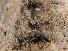 Steatoda albomaculata