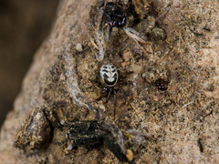 Steatoda albomaculata
