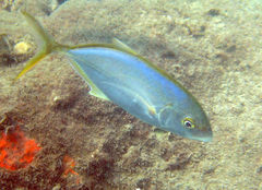 Caranx bartholomaei