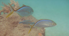 Caranx bartholomaei