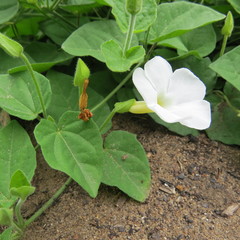 Thunbergia neglecta