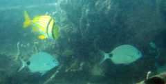 Diplodus holbrookii
