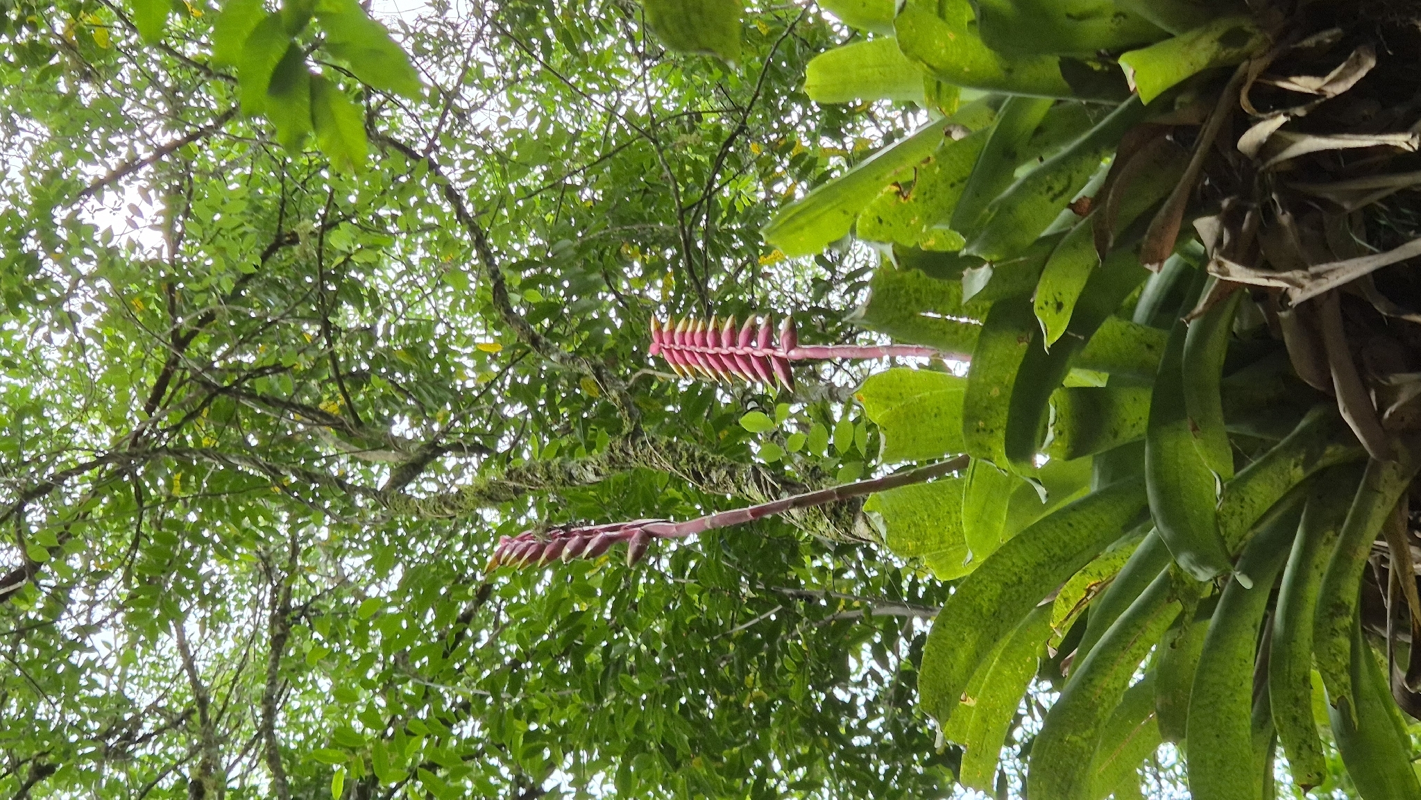 Vriesea platynema