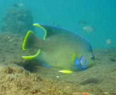 Holacanthus bermudensis