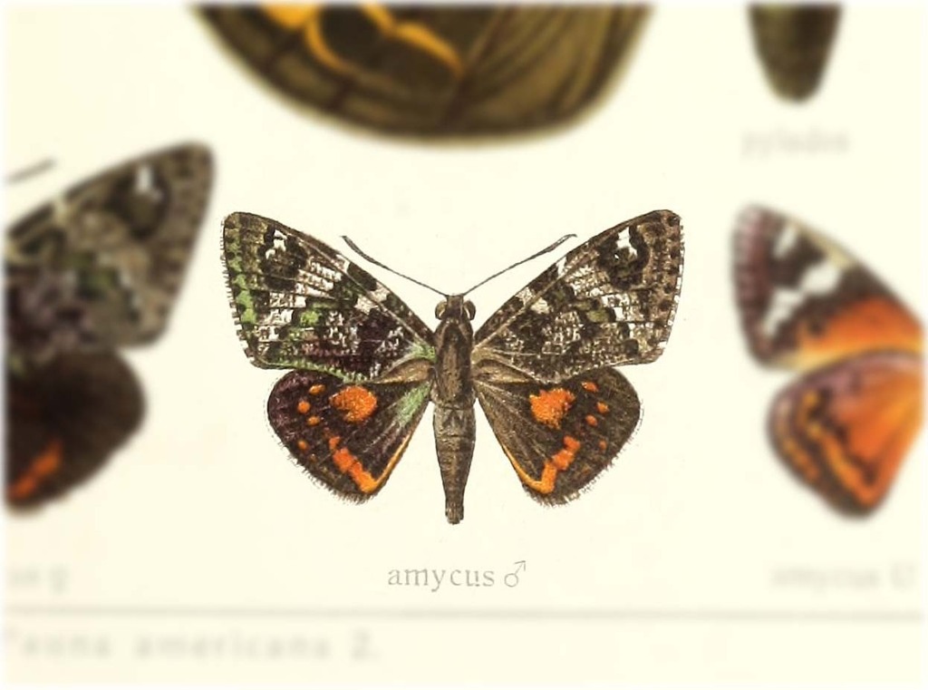 Synpalamides amycus