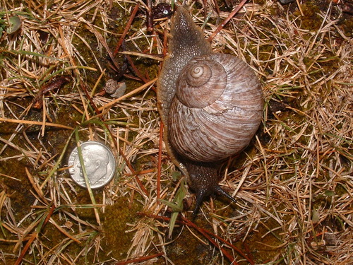 Humboldtiana fortis