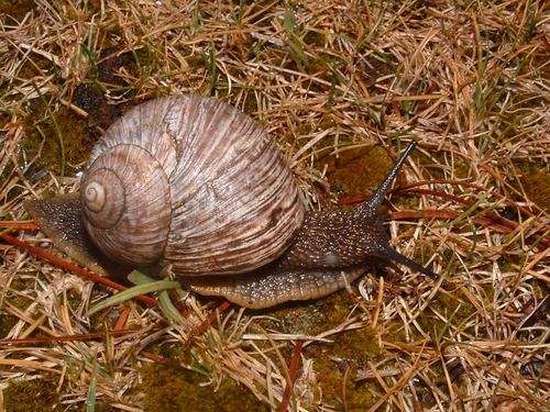 Humboldtiana fortis
