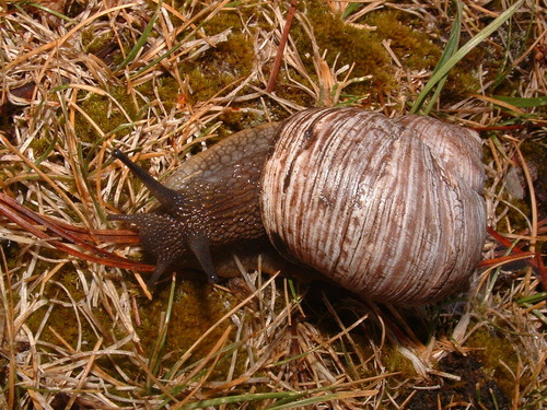 Humboldtiana fortis
