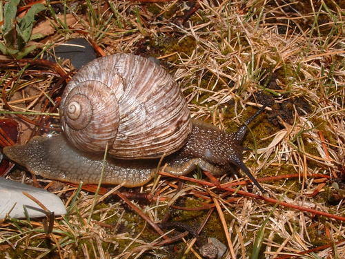 Humboldtiana fortis