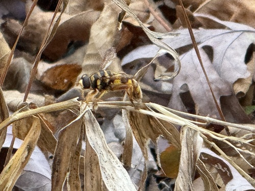 Unknown species found near Lincoln Parish Park, Ruston, LA, US