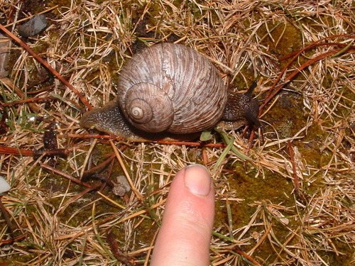 Humboldtiana fortis