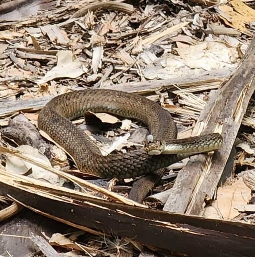Rough-scaled Snake sighting