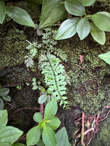 Asplenium macraei observed 2025-11-22