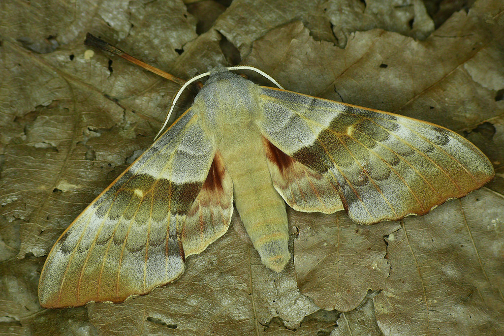 Maghreb Poplar Hawkmoth