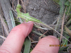 Sidymella trapezia