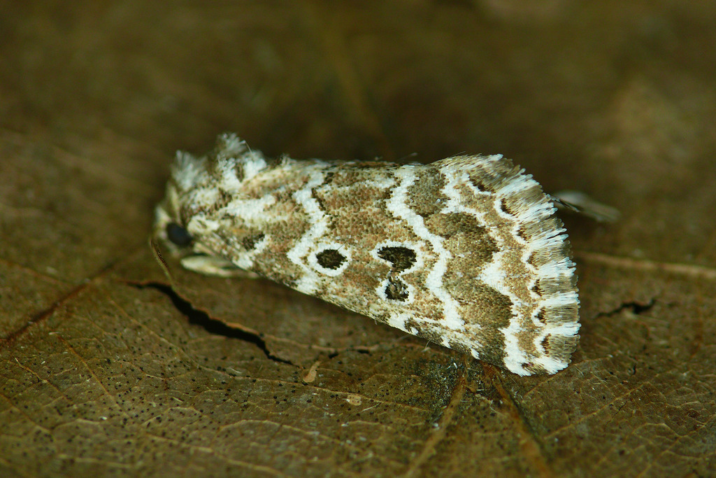 Alvaradoia deserti