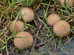 Lycoperdon lividum