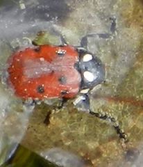 Cryptocephalus tricolor