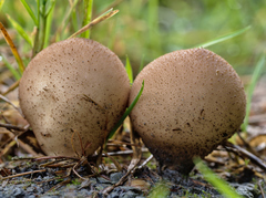 Lycoperdon lividum