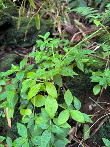 Peperomia membranacea observed 2025-11-22