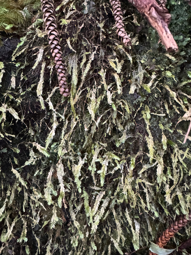 Baldwiniella kealeensis observed 2025-11-22
