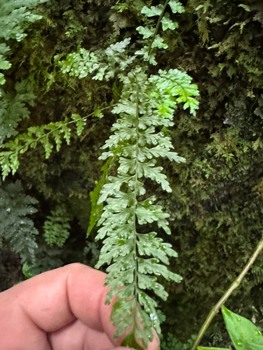 Asplenium macraei observed 2025-11-22