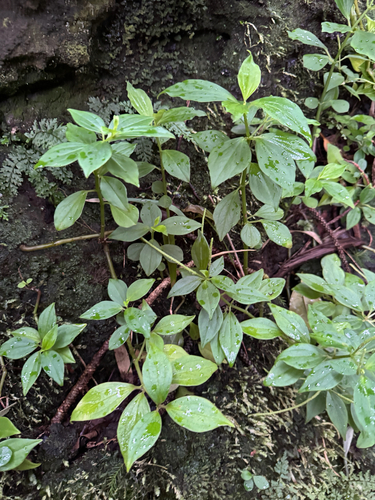 Peperomia membranacea observed 2025-11-22