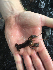 Austropotamobius torrentium