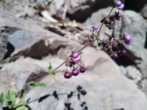Calceolaria purpurea