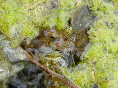 Cryptocephalus tricolor