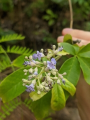 Vitex negundo
