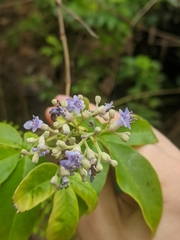Vitex negundo