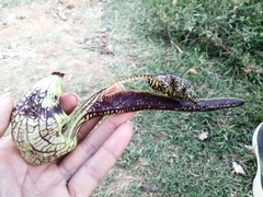 Aristolochia ringens