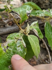 Callicarpa candicans