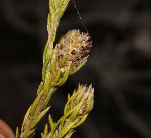 Image of Thug Hardleaf (Phylica excelsa) by (c) Brian du Preez, some rights reserved (CC BY-SA)