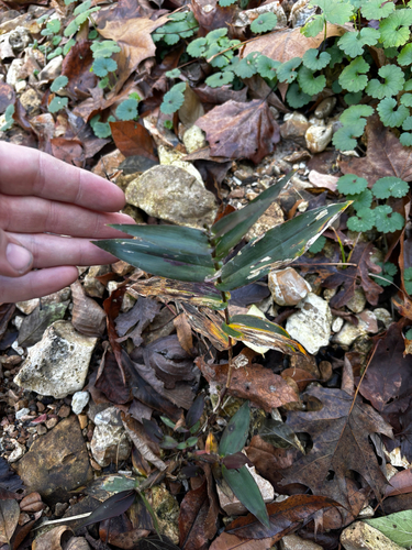 broad-leaved panic grass (Dichanthelium latifolium)