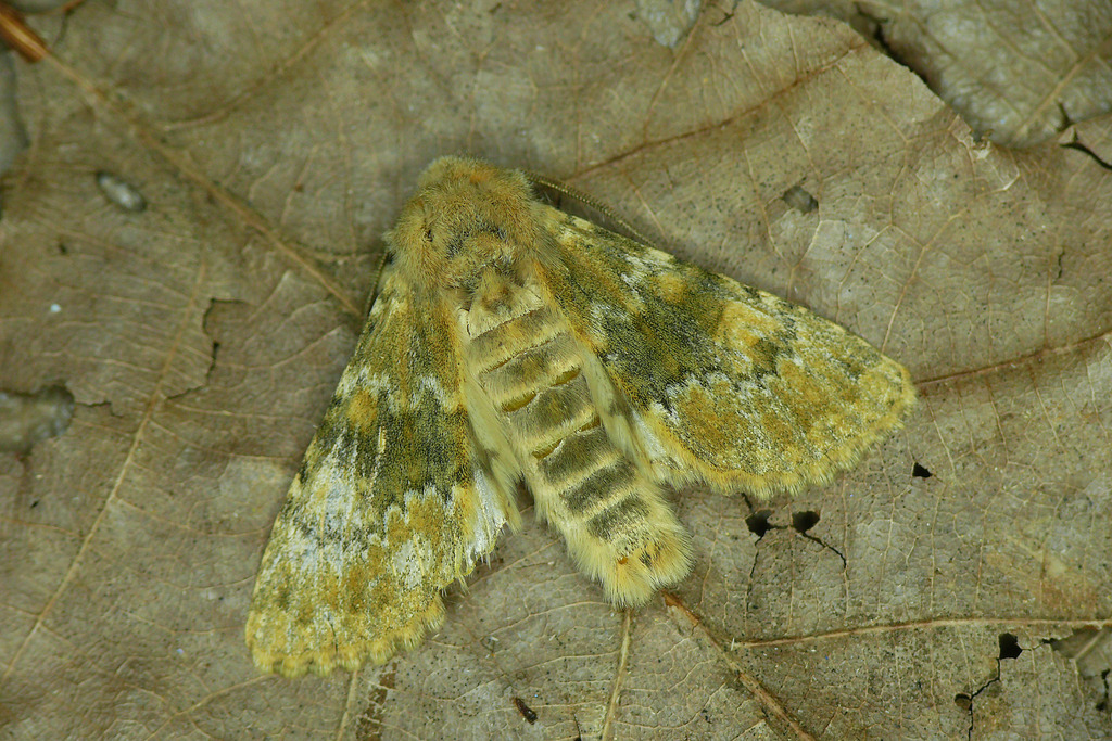 Polymixis bousseaui