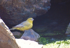 Sicalis