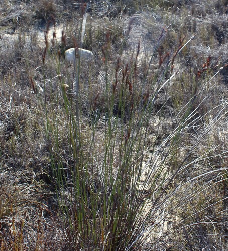 Image of Cannomois congesta by (c) Brian du Preez, some rights reserved (CC BY-SA)