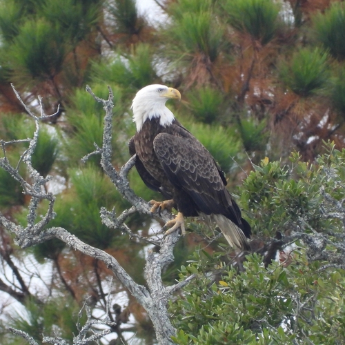 Bald Eagle photographed in South Carolina