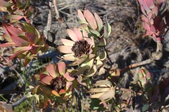 Leucadendron burchellii