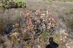 Leucadendron burchellii