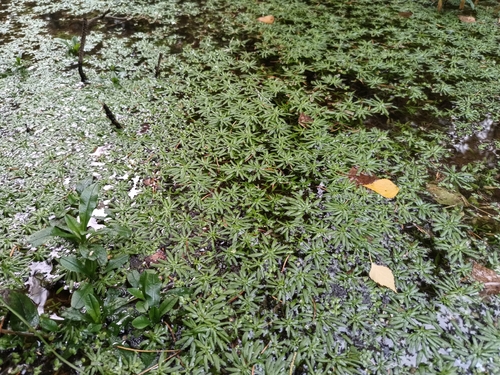 long-styled water-starwort (Callitriche cophocarpa)