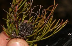 Serruria viridifolia