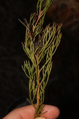 Serruria viridifolia