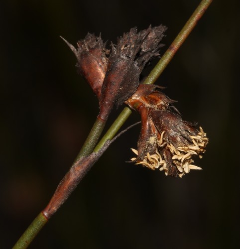 Image of Restio virgeus by (c) Brian du Preez, some rights reserved (CC BY-SA)