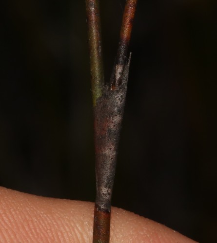 Image of Restio virgeus by (c) Brian du Preez, some rights reserved (CC BY-SA)