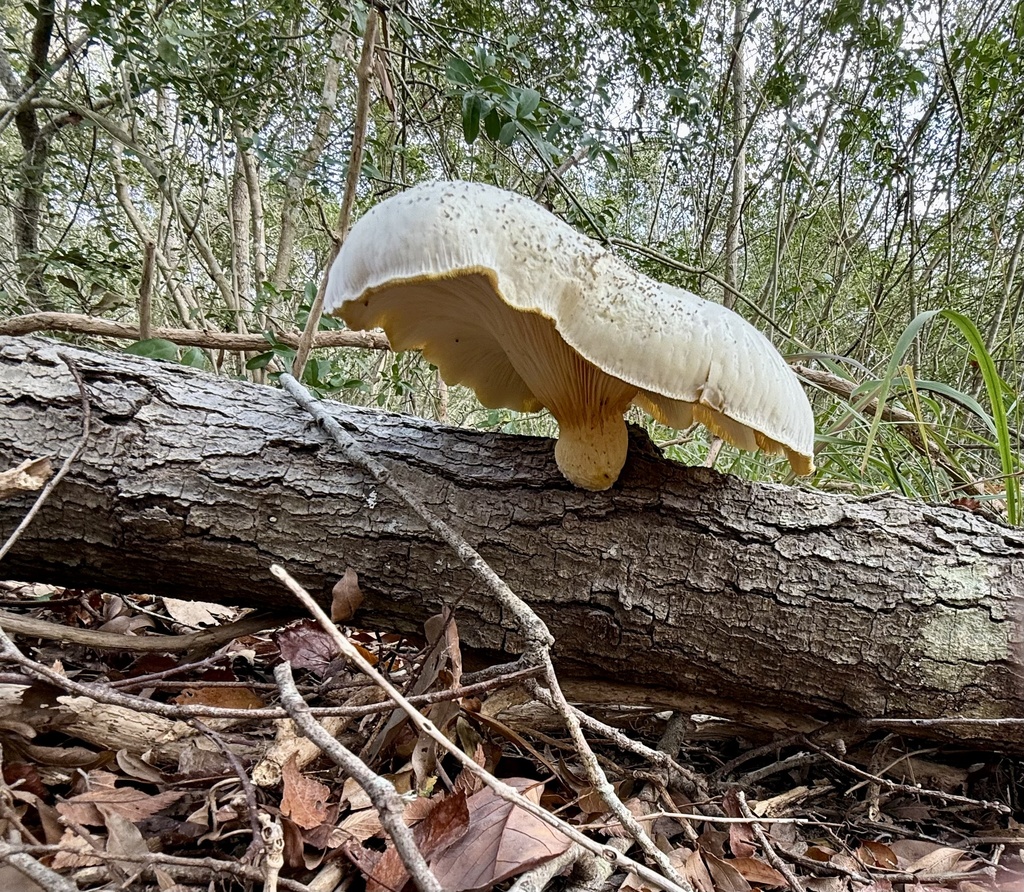 Pleurotus levis